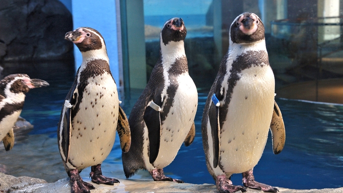 【新江ノ島水族館×朝食付】お得な入場券付◇可愛いイルカやペンギンに出会える、湘南の人気スポットへ♪